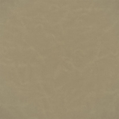 Matara Lucida - Biscuit