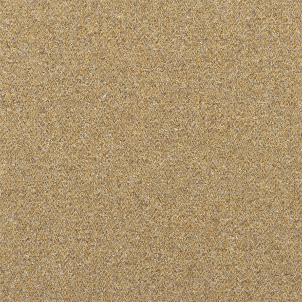 Kinmel - Shore Lichen