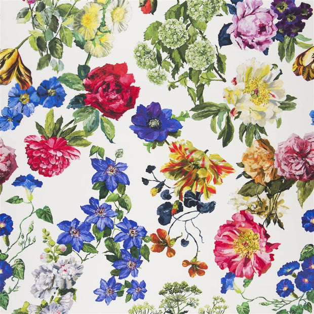 Rosa Alexandria - Magenta