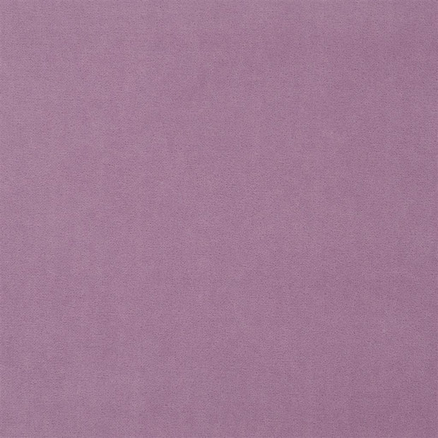 Royal Velvet - Orchid