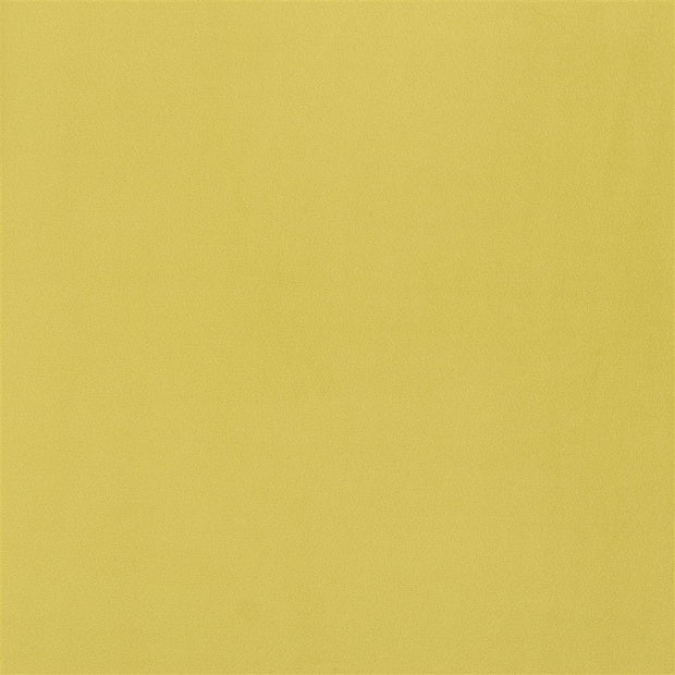 Trentino - Alchemilla