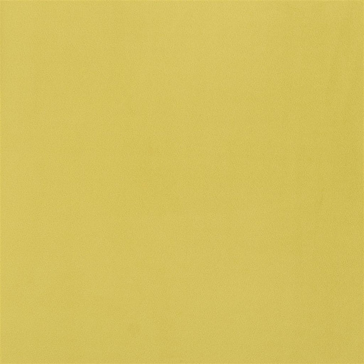 Trentino - Alchemilla