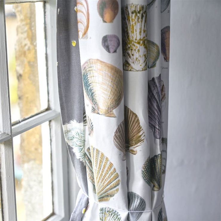 John Derian Captain Thomas Browns Shells Oyster