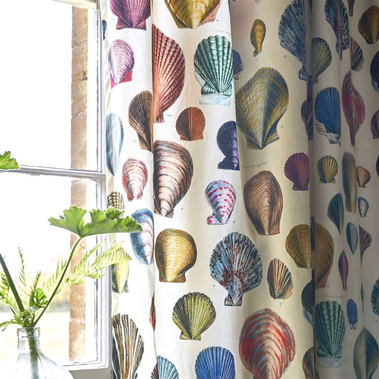 John Derian Captain Thomas Browns Shells Oyster