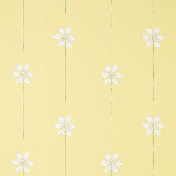 Thalia | Daffodil/natural