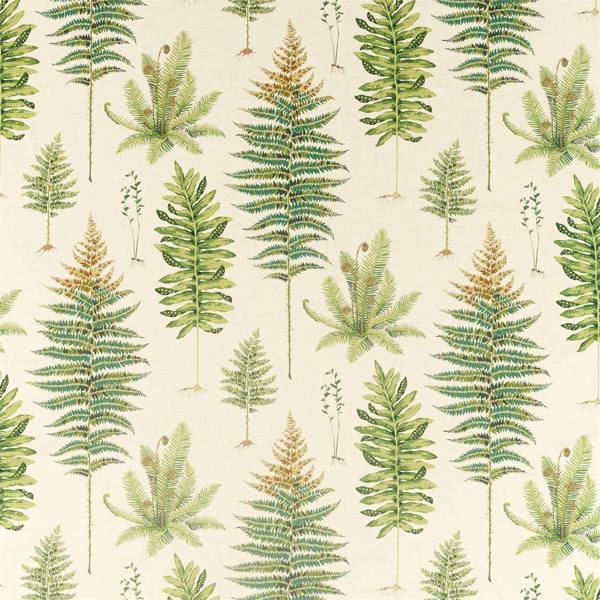Fernery | Olive