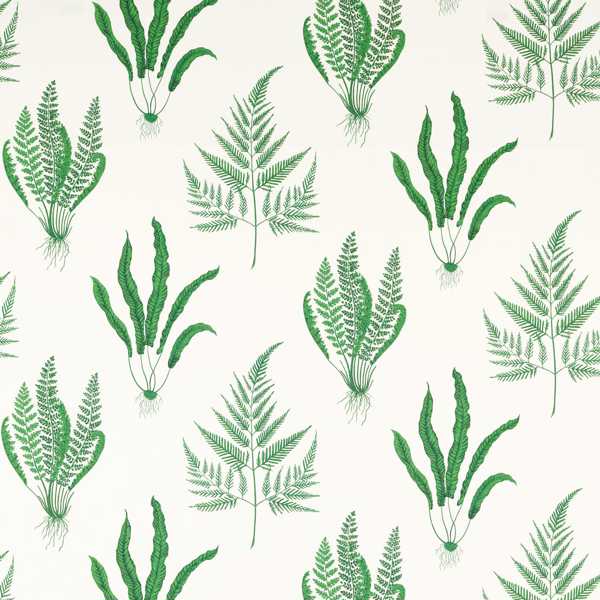 Woodland | Ferns