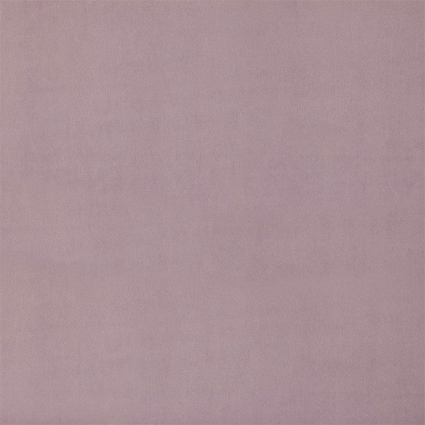 Entity Plains Crocus