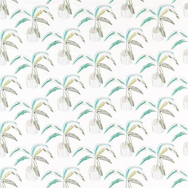 Crassula | Juniper/lime/moss