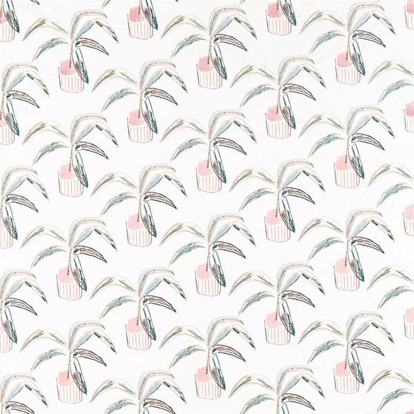 Crassula | Blush/brick/mist