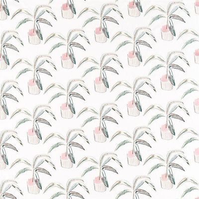 Crassula Blush/Brick/Mist